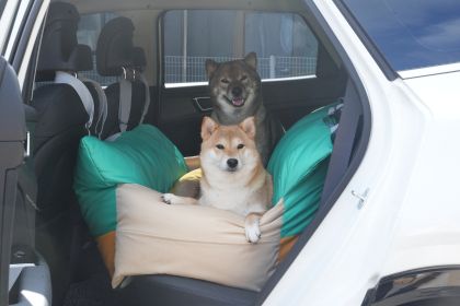 狗狗坐車真的安全嗎？ 寵物安全座椅的挑選指南