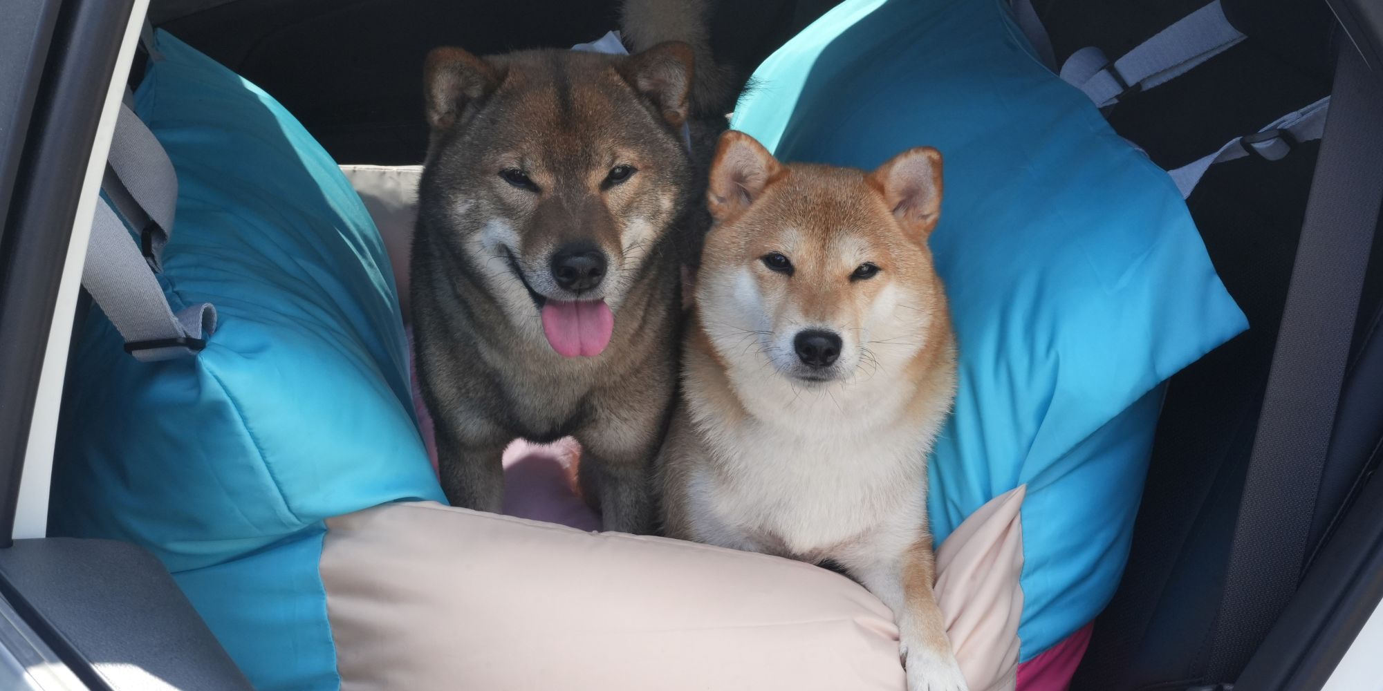狗狗坐車真的安全嗎？ 寵物安全座椅的挑選指南