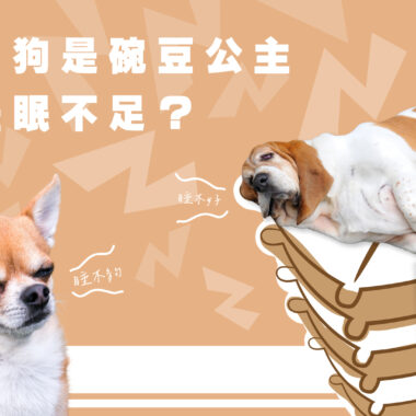 狗狗坐車真的安全嗎？ 寵物安全座椅的挑選指南