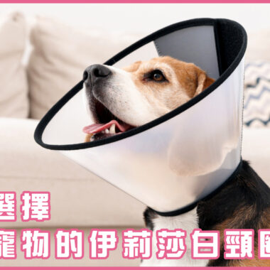 狗狗坐車真的安全嗎？ 寵物安全座椅的挑選指南