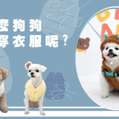 狗狗坐車真的安全嗎？ 寵物安全座椅的挑選指南