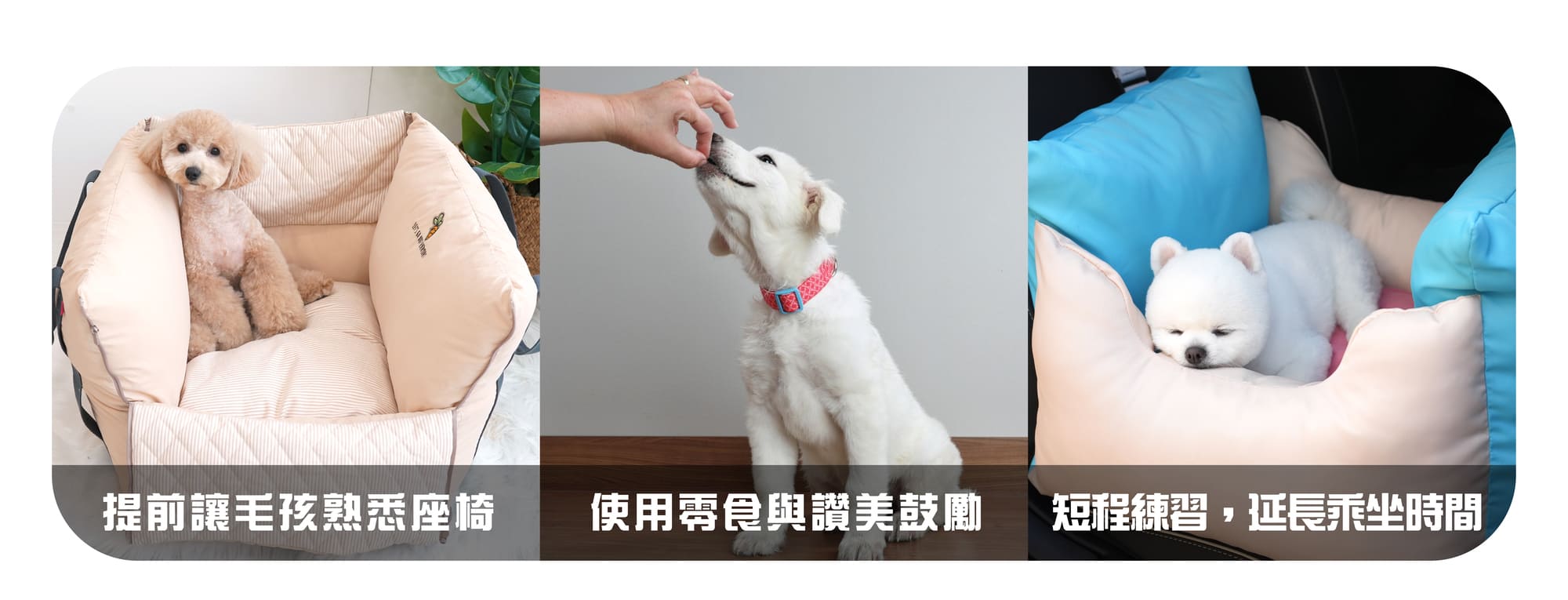 狗狗坐車真的安全嗎？ 寵物安全座椅的挑選指南