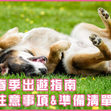 狗狗坐車真的安全嗎？ 寵物安全座椅的挑選指南