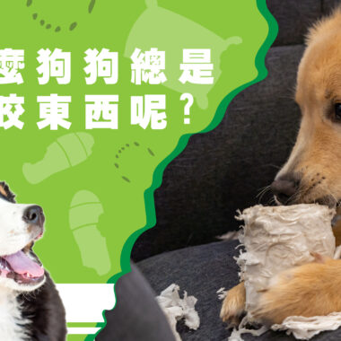 狗狗坐車真的安全嗎？ 寵物安全座椅的挑選指南